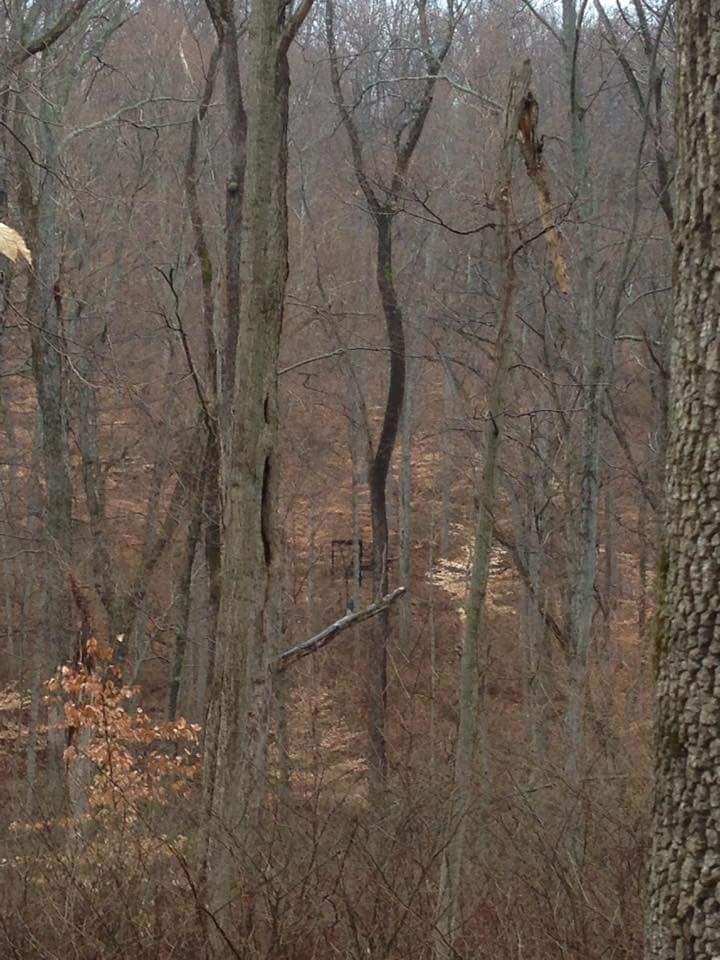 A dense forest scene in late autumn, featuring bare trees with sparse brown foliage. In the background, a hunting stand is partially visible among the trees, blending into the natural surroundings. The overall atmosphere is calm and secluded. O'bannon Woods mountain bike trail.