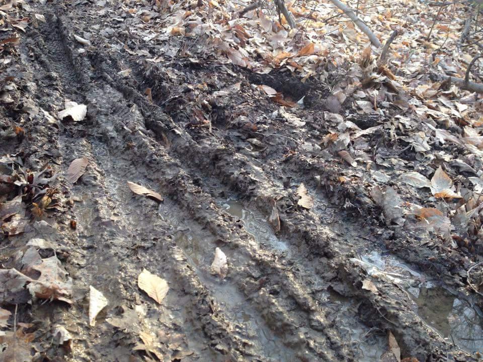 Wet, muddy dirt trail with tire tracks surrounded by fallen leaves in a forested area. Cherokee Park mountain bike trail.