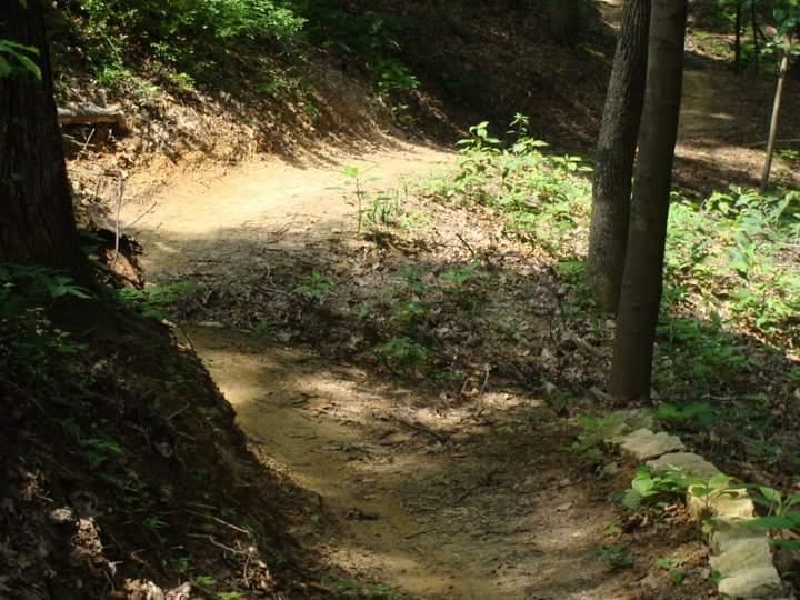 A winding dirt path surrounded by green foliage in a wooded area. Sunlight filters through the trees, illuminating the trail as it curves gently. Small plants and leaves cover the ground, creating a natural setting. Waverly Park mountain bike trail.