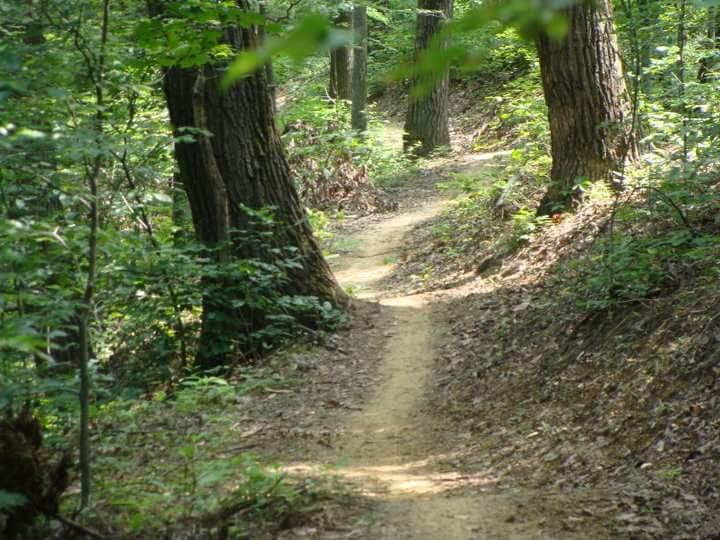 A winding dirt path through a lush forest, bordered by tall trees and green foliage. Sunlight filters through the leaves, creating dappled shadows on the ground. Waverly Park mountain bike trail.