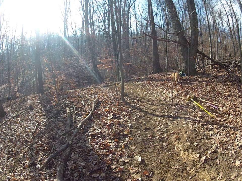 A sunlit wooded path covered with fallen leaves, featuring a dog walking along the trail. In the foreground, there are scattered twigs and logs, while the background showcases dense trees with bare branches, creating a natural setting. Waverly Park mountain bike trail.