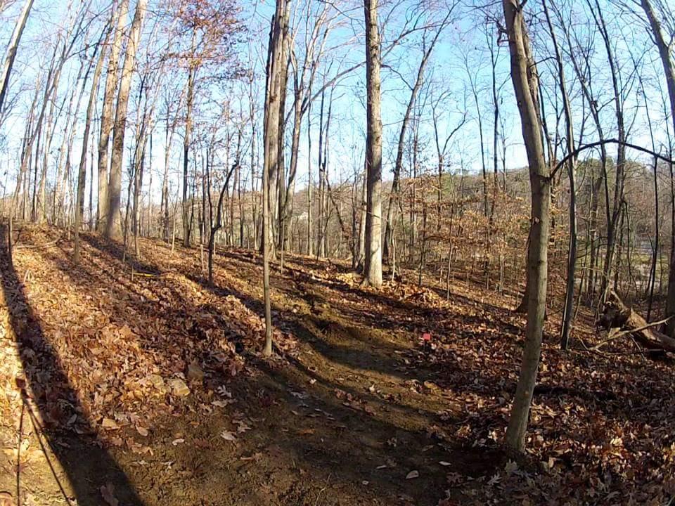 A sunlit forest scene featuring bare trees and a carpet of fallen leaves on the ground, with a path winding through the woods. The blue sky is visible above, casting shadows on the leaf-covered ground. Waverly Park mountain bike trail.