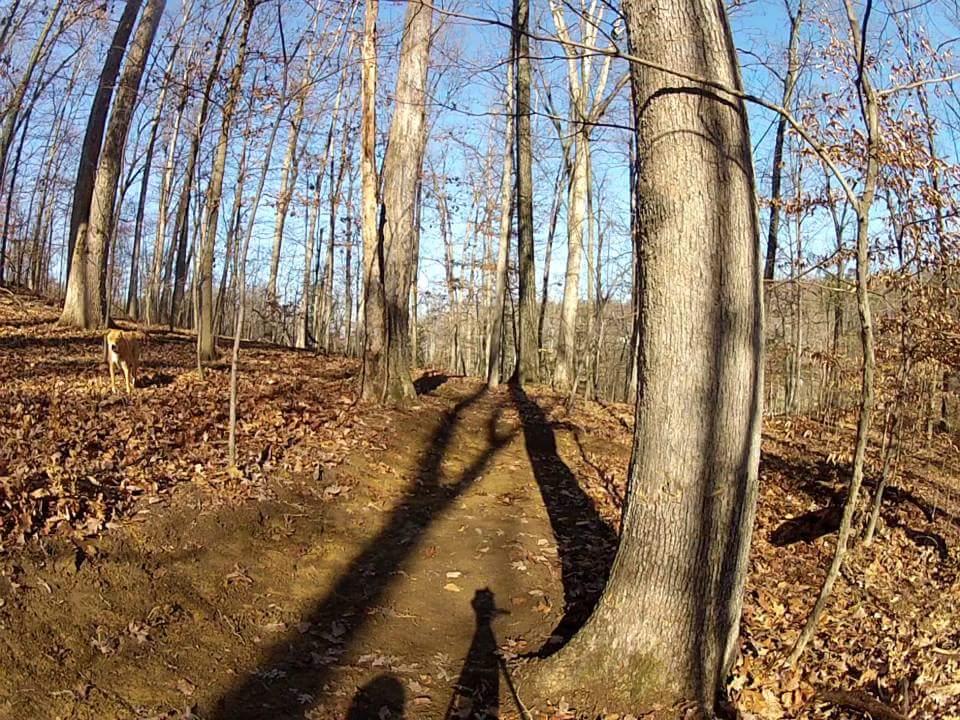 A serene forest scene showcasing a dirt path surrounded by tall, bare trees, with fallen leaves covering the ground. A brown dog is visible on the left, and the sunlight filters through the branches, casting long shadows on the path. The clear blue sky adds to the tranquil atmosphere of the woodland setting. Waverly Park mountain bike trail.