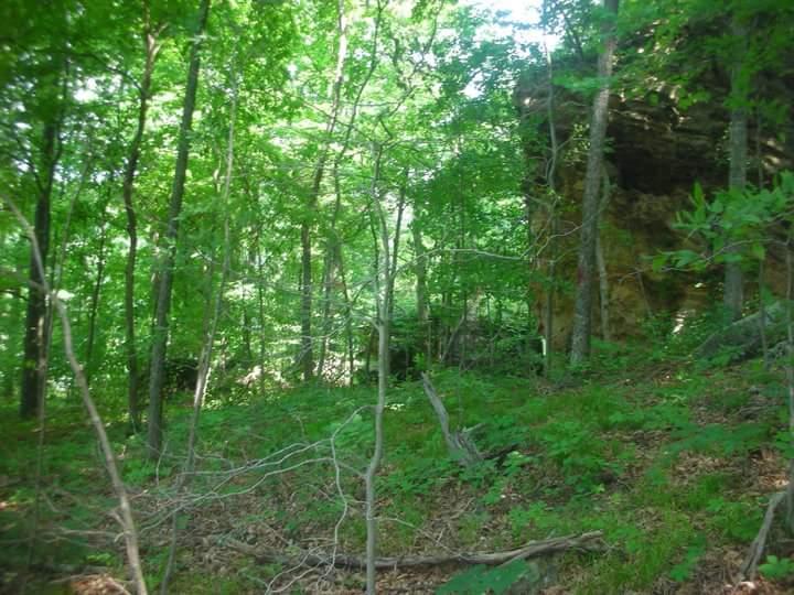 Lush green forest with dense trees and underbrush, including a rocky outcrop on the right, dappled sunlight filtering through the leaves. Brier Creek mountain bike trail.