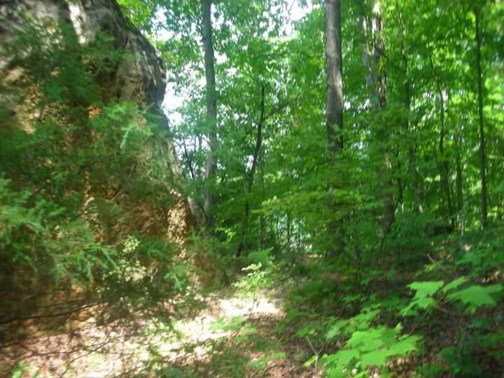 A lush green forest scene with tall trees and underbrush, featuring a large rock formation on the left side. The sunlight filters through the leaves, casting dappled light on the path that winds through the dense foliage. Brier Creek mountain bike trail.