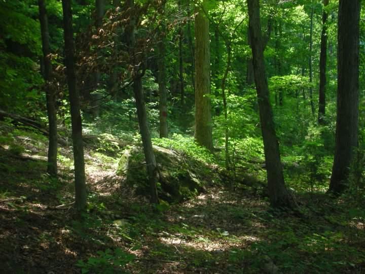 A serene forest scene featuring tall trees with lush green foliage, sunlight filtering through the leaves, and a rocky area on the forest floor. The surrounding greenery creates a tranquil and natural atmosphere. Brier Creek mountain bike trail.