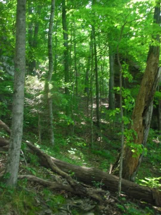 A lush green forest scene with tall trees, dappled sunlight filtering through the leaves, and fallen logs on the forest floor. The pathway is slightly visible, inviting exploration into the tranquil natural setting. Brier Creek mountain bike trail.