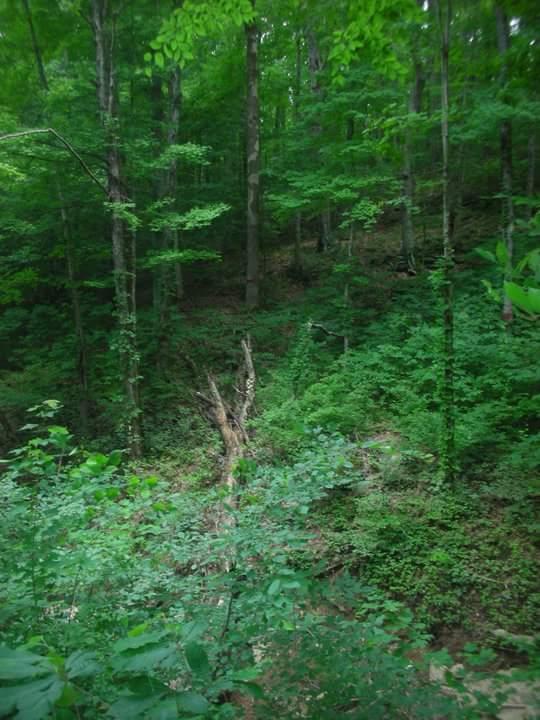 A dense forest scene featuring tall trees and lush green underbrush. The image captures a natural landscape with a mix of foliage, including leaves and shrubs, set in a tranquil environment. A fallen tree can be seen in the foreground, adding to the natural feel of the woods. Brier Creek mountain bike trail.