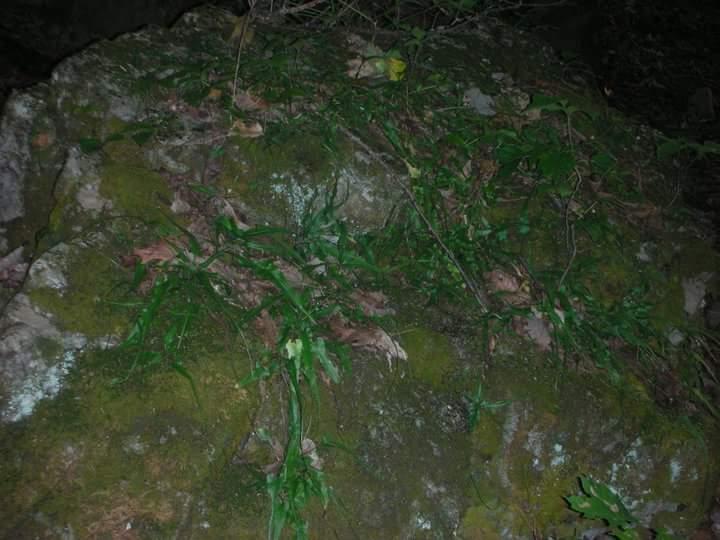 A dark, moss-covered rock partially obscured by green plants and scattered leaves in a wooded area. The image conveys a natural environment, with muted colors and a sense of depth amidst the vegetation. Brier Creek mountain bike trail.