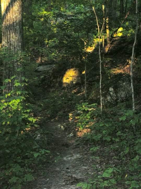 A narrow dirt path winds through a lush, green forest, lined with tall trees and vibrant foliage. Soft sunlight filters through the leaves, casting gentle light on a rocky outcrop in the background. The scene evokes a sense of tranquility and nature. Brier Creek mountain bike trail.