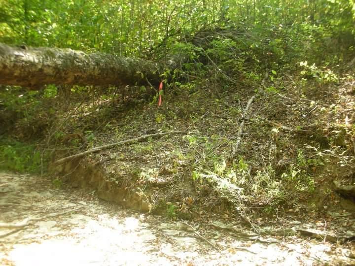 Fallen tree across a forested area, with a sloped hillside covered in leaves and small plants. A pink ribbon is visible on the side of the hill, indicating a possible trail or marker within the dense greenery. Brier Creek mountain bike trail.