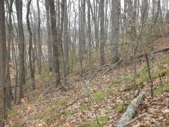 A wooded area with bare trees and scattered leaf litter on the ground, showcasing a mixture of greenery and brown foliage. The scene appears cloudy or overcast, creating a muted atmosphere, with a gentle slope leading down to a body of water in the background. Brier Creek mountain bike trail.