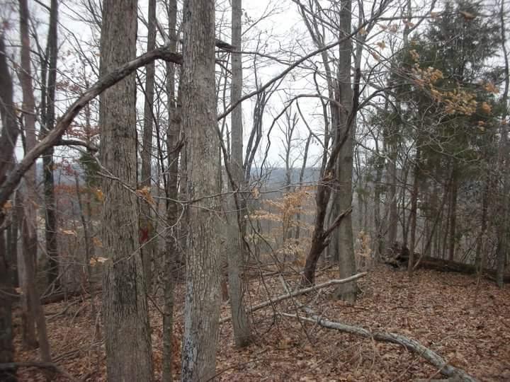 A view of a wooded area with tall trees in a natural landscape, showing a mix of bare branches and a few remaining leaves. The ground is covered in brown leaves, and a distant landscape is visible through the trees under a cloudy sky. Brier Creek mountain bike trail.