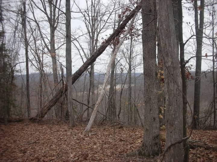 A serene forest scene featuring tall, bare trees with a few remaining leaves. A fallen tree leans against another upright tree, set against a backdrop of distant hills and a cloudy sky. The ground is covered with dry leaves, creating an earthy atmosphere. Brier Creek mountain bike trail.
