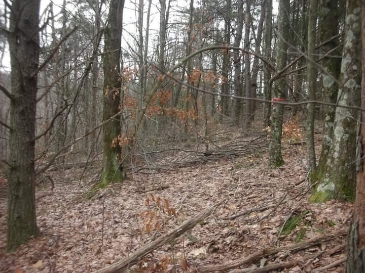 A wooded area with bare trees, scattered branches, and fallen leaves covering the ground. Some trees show small remnants of brown leaves. The scene appears to be overcast, suggesting a cool and shadowy environment. Brier Creek mountain bike trail.