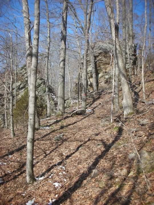 A wooded landscape featuring tall, bare trees on a sloped terrain covered with fallen leaves and some rocky outcrops. The sunlight casts long shadows across the ground, and a clear blue sky is visible in the background. Brier Creek mountain bike trail.