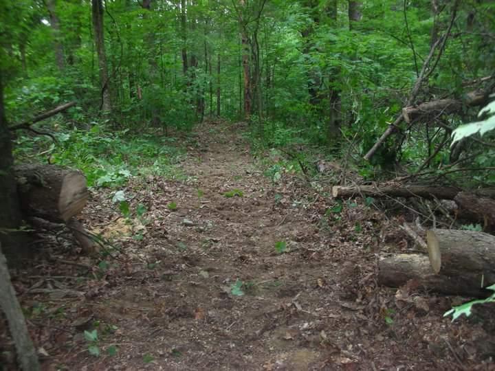 A dirt pathway winding through a lush forest, lined with greenery and fallen branches. The scene is tranquil and shaded by the dense trees surrounding the trail. Brier Creek mountain bike trail.
