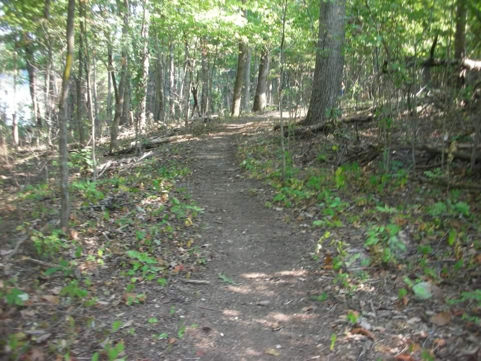A dirt path winding through a wooded area, surrounded by tall trees and green underbrush, with sunlight filtering through the leaves. Brier Creek mountain bike trail.
