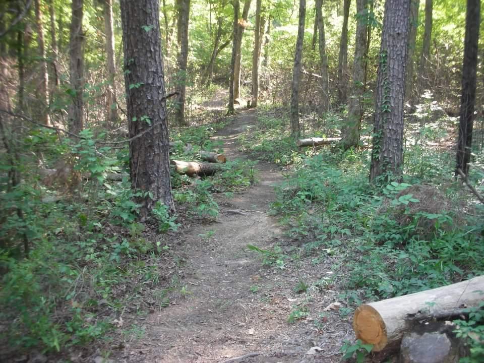 A narrow dirt trail winding through a lush green forest, lined with tall trees and surrounded by underbrush. A few fallen logs are visible along the path, inviting exploration into the natural landscape. Brier Creek mountain bike trail.