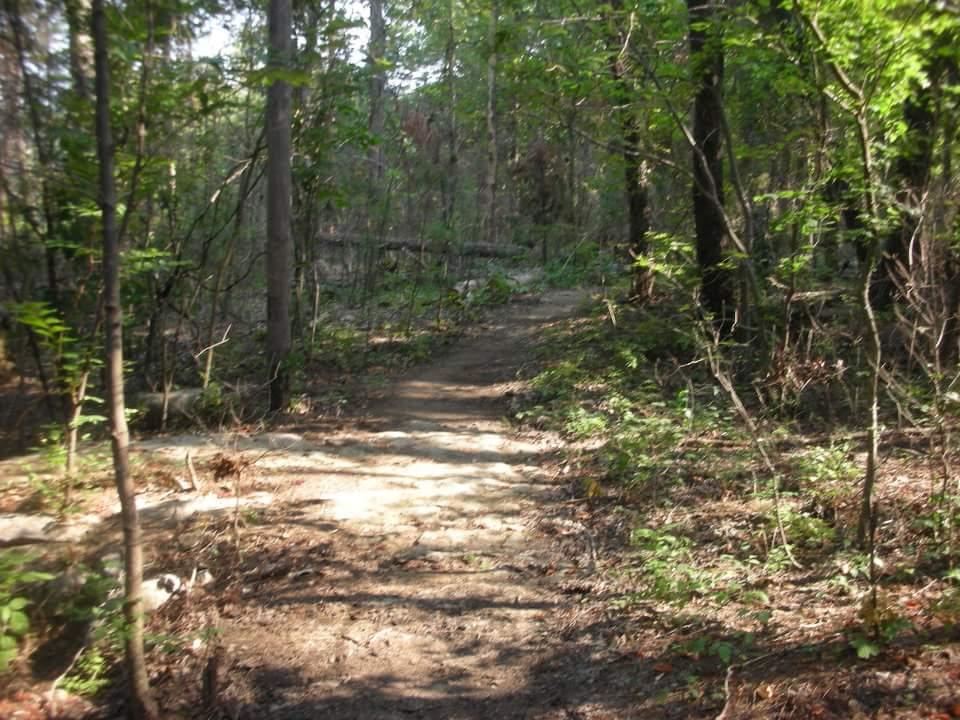 A dirt path winding through a forest, surrounded by trees and greenery, with dappled sunlight filtering through the leaves. Brier Creek mountain bike trail.