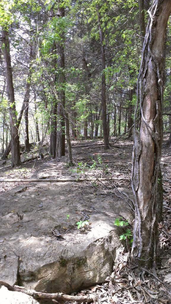 A serene wooded landscape featuring tall trees with vibrant green leaves, a rocky outcrop in the foreground, and a natural, earthy woodland floor lightly covered with fallen leaves and small plants. Brier Creek mountain bike trail.