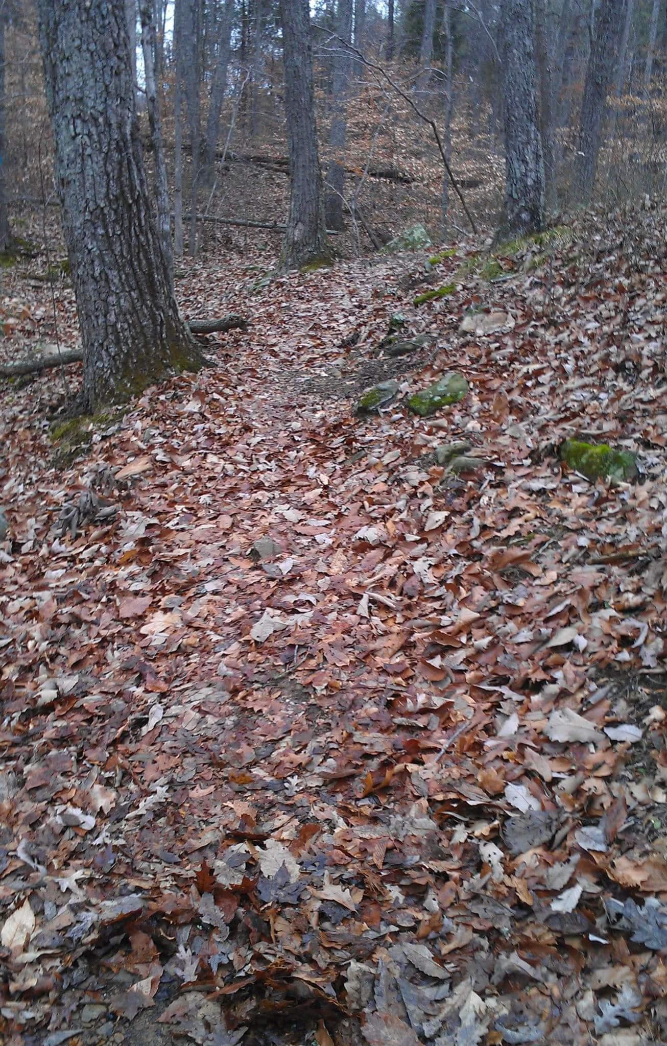 A narrow dirt path covered with brown and orange leaves, winding through a forest with tall trees in the background. The scene evokes a peaceful autumn atmosphere. Brier Creek mountain bike trail.