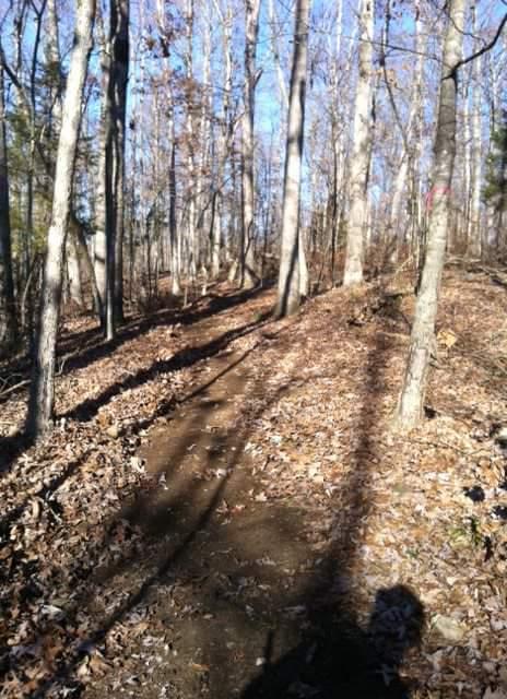 A winding dirt trail surrounded by tall trees in a wooded area, with fallen leaves on the ground and sunlight filtering through the branches, creating shadows along the path. Brier Creek mountain bike trail.