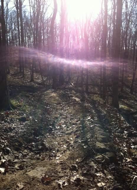 A sunlit trail winding through a forest with bare trees, surrounded by fallen leaves and soft sunlight filtering through the branches. Brier Creek mountain bike trail.