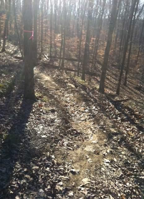 A sunlit forest path winding through trees, with patches of dirt and scattered leaves on the ground. Pink marking tape is visible on a tree, indicating a trail. The scene is serene, with sunlight creating shadows among the trees. Brier Creek mountain bike trail.
