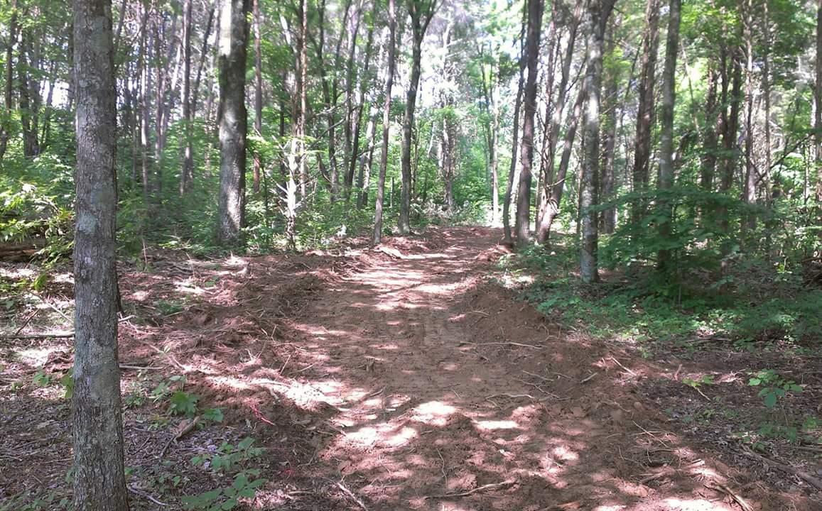 A dirt path winding through a dense forest, flanked by trees and lush greenery. Sunlight filters through the leaves, casting dappled shadows on the trail. Big Hollow Trail mountain bike trail.