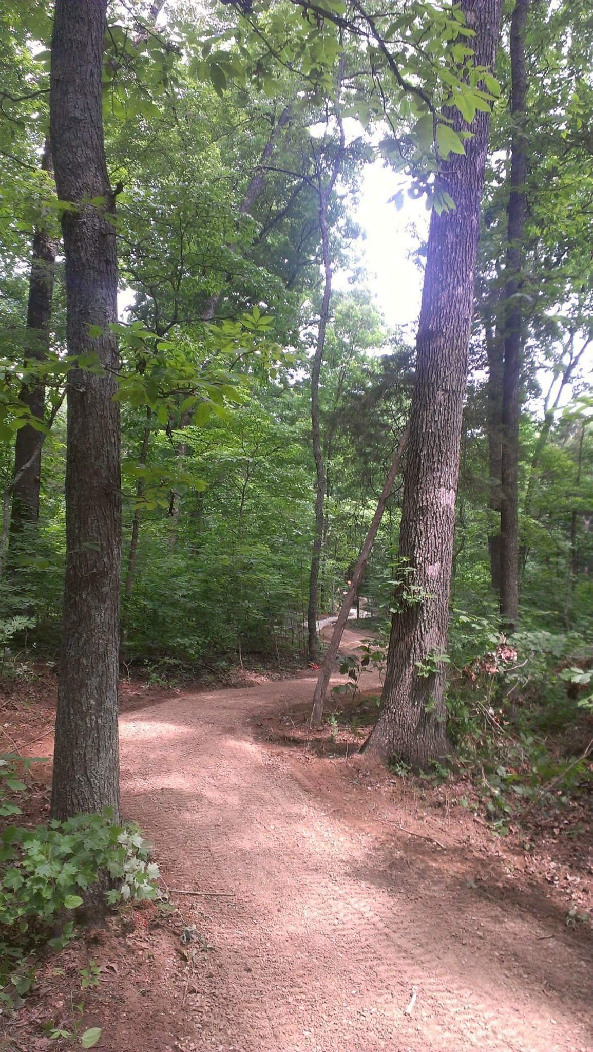 A winding dirt path traversing through a lush green forest, surrounded by tall trees and dense foliage. Sunlight filters through the leaves, creating a serene and inviting atmosphere. Big Hollow Trail mountain bike trail.