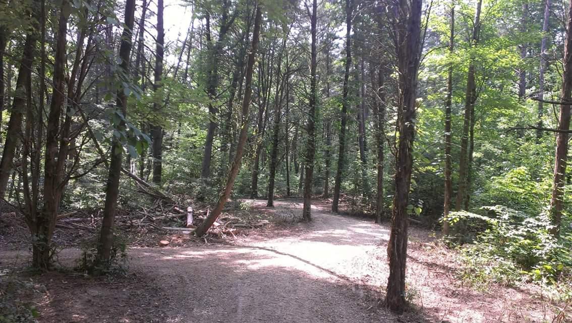 A sunlit forest path diverges into two trails, surrounded by tall trees and lush greenery, creating a serene and inviting atmosphere. Big Hollow Trail mountain bike trail.