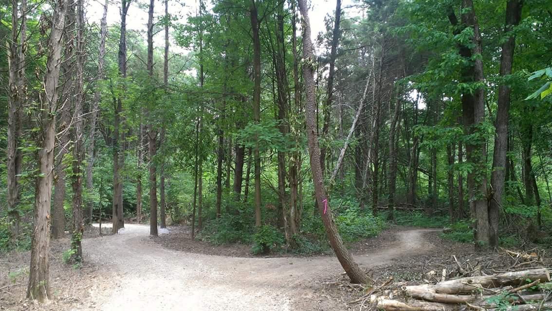 A winding dirt trail splits into two paths, surrounded by tall, green trees. The scene captures a serene forest environment with dappled sunlight filtering through the leaves, indicating a peaceful natural setting ideal for hiking or exploring. Big Hollow Trail mountain bike trail.
