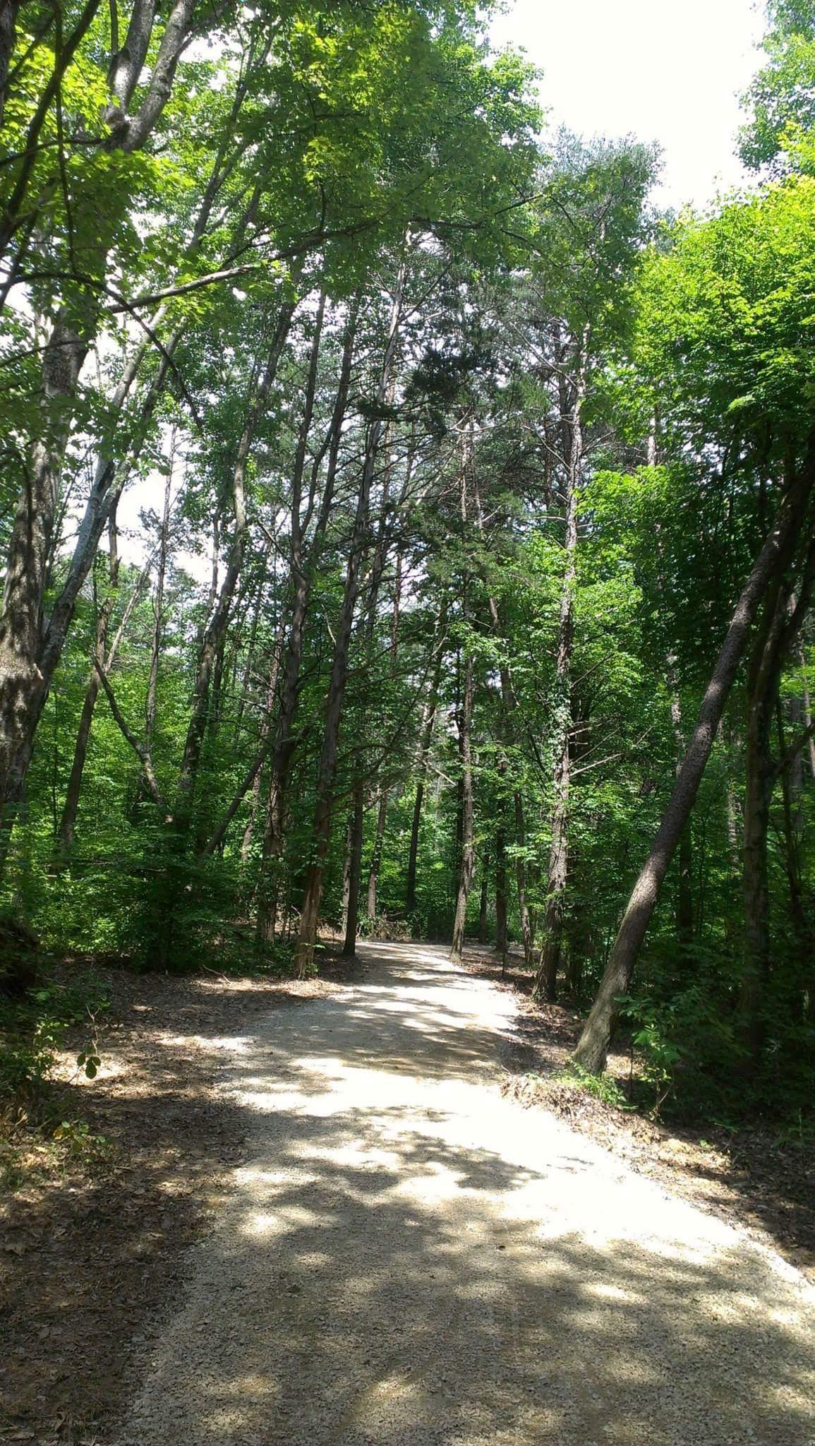 A sunlit gravel path winds through a lush green forest, framed by tall trees and abundant foliage, creating a serene and inviting atmosphere. Big Hollow Trail mountain bike trail.