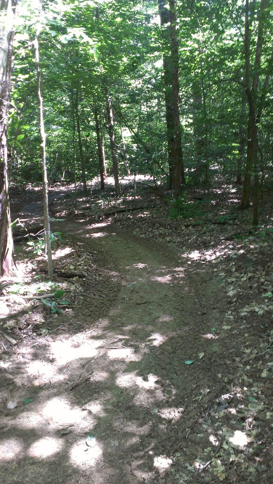 A winding dirt path through a lush green forest, surrounded by tall trees and dappled sunlight filtering through the leaves. The ground is covered with fallen leaves and the path is slightly worn, inviting exploration. Big Hollow Trail mountain bike trail.