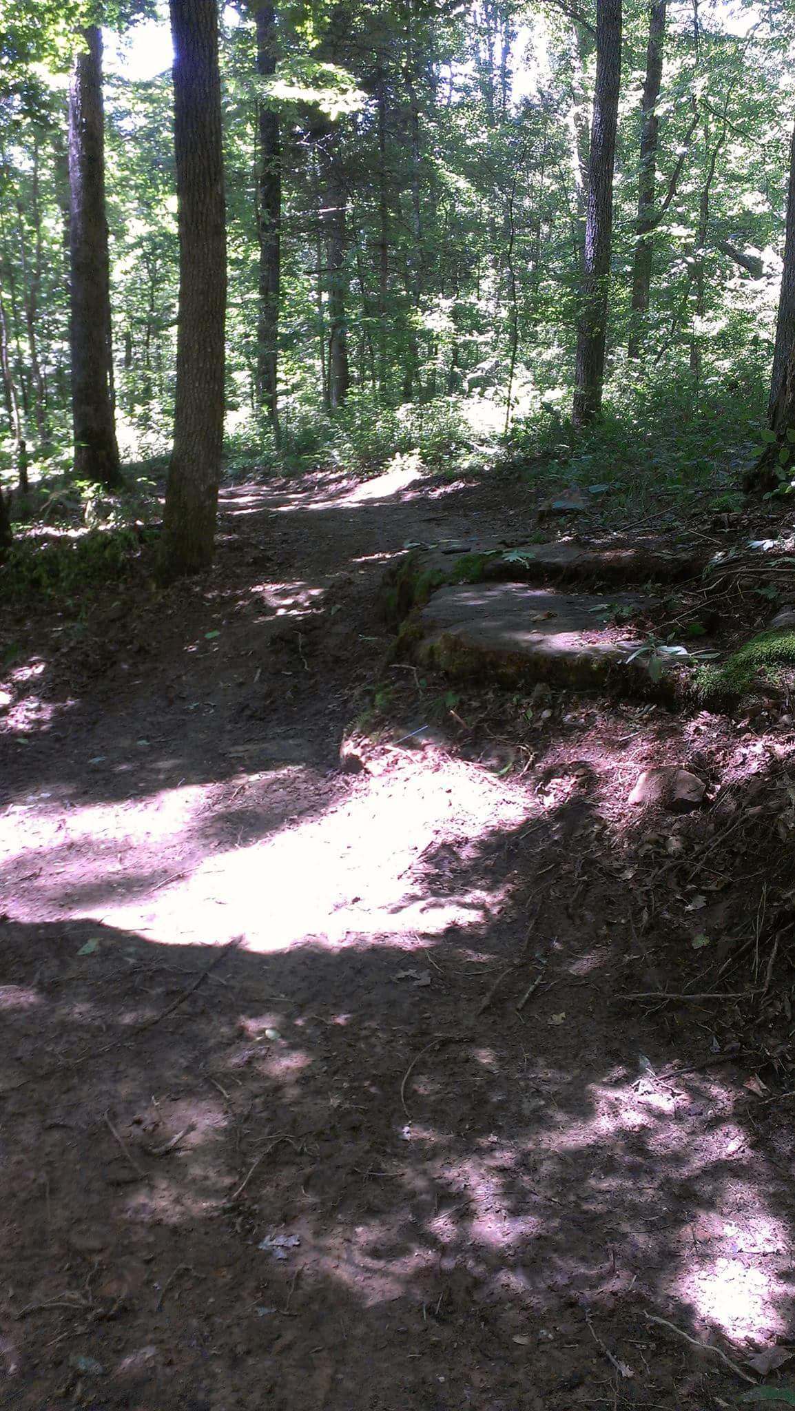 A sunlit dirt path winding through a forest, bordered by tall trees and lush greenery. The ground shows signs of being well-traveled, with shadows creating a dappled effect on the surface. In the foreground, there are natural rock formations and patches of moss. Big Hollow Trail mountain bike trail.