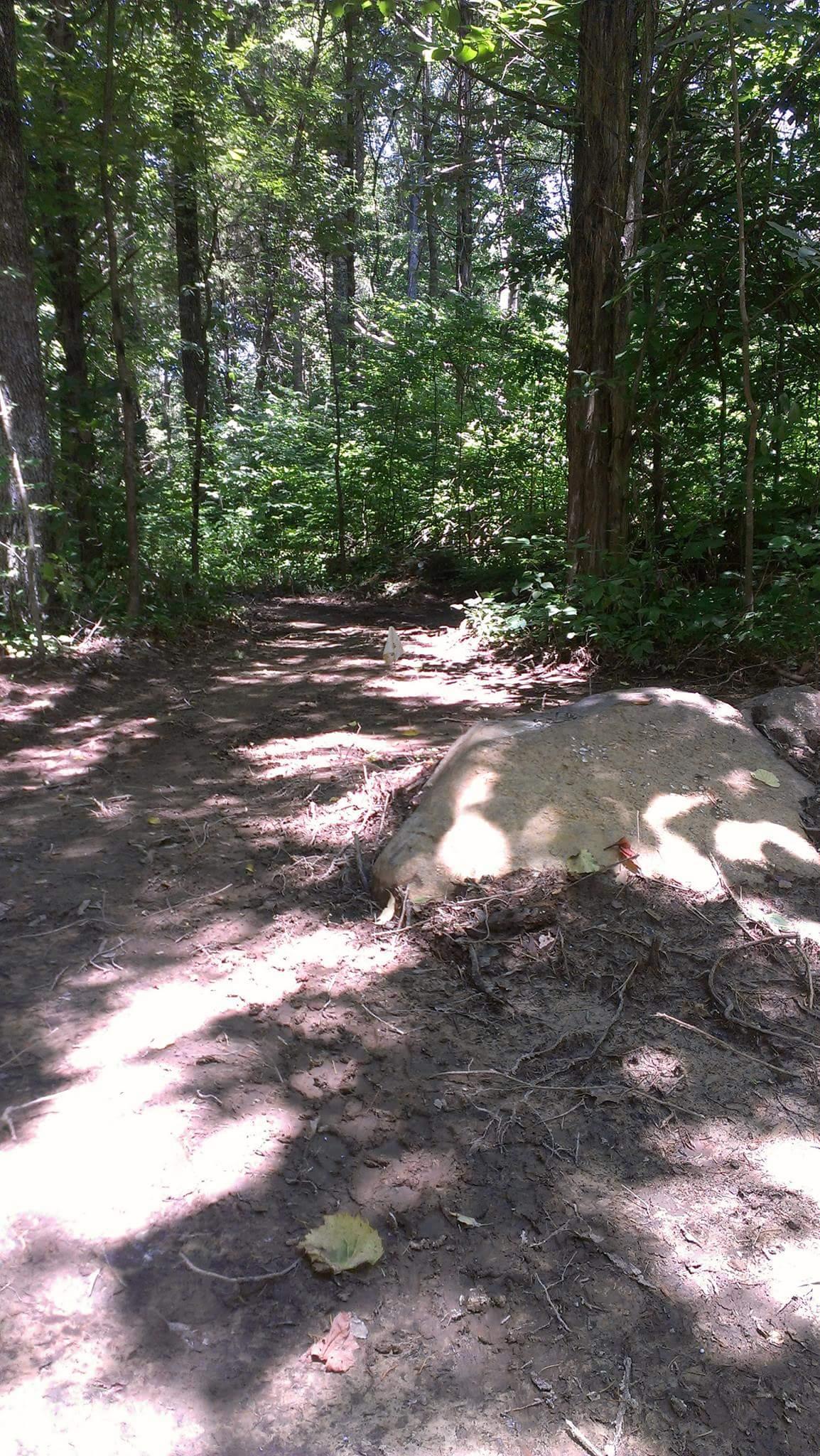 A dirt path winding through a lush, green forest, with sunlight filtering through the trees. A large rock is positioned on the right side of the path, and scattered leaves are visible on the ground. Big Hollow Trail mountain bike trail.