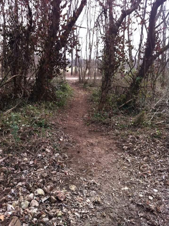 A narrow dirt path winding through a wooded area, framed by tall trees on either side, with sparse foliage and fallen leaves scattered on the ground. The path leads toward a clearing in the distance, under a cloudy sky. Low Hollow mountain bike trail.