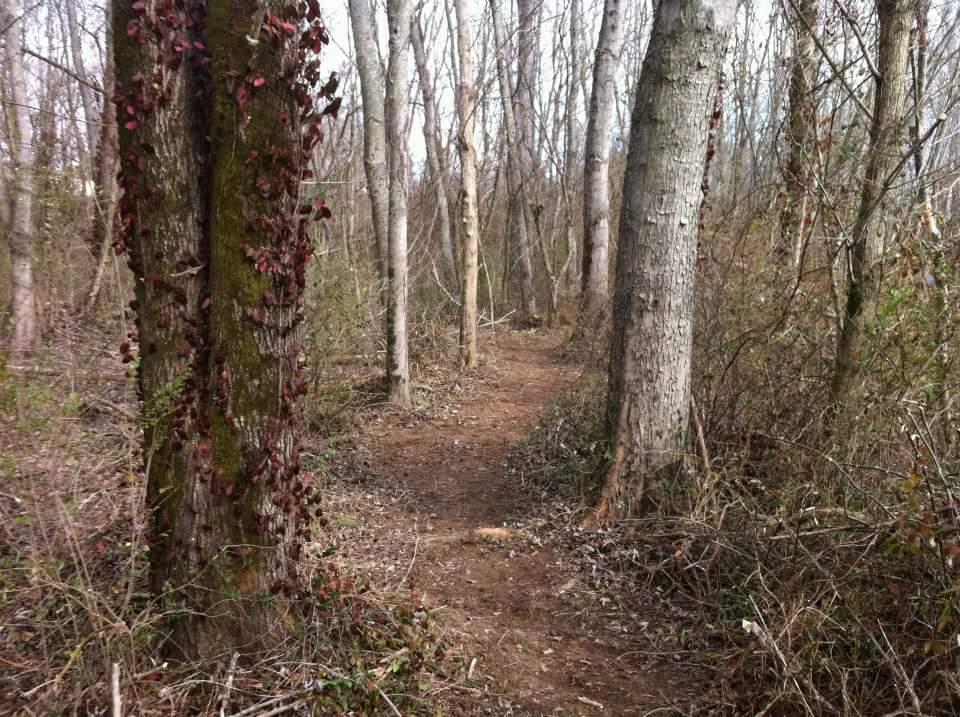 A dirt path winding through a sparse, wooded area with bare trees and climbing vines along the trunks. The ground is lined with fallen leaves and small shrubs, suggesting a tranquil, natural setting. Low Hollow mountain bike trail.