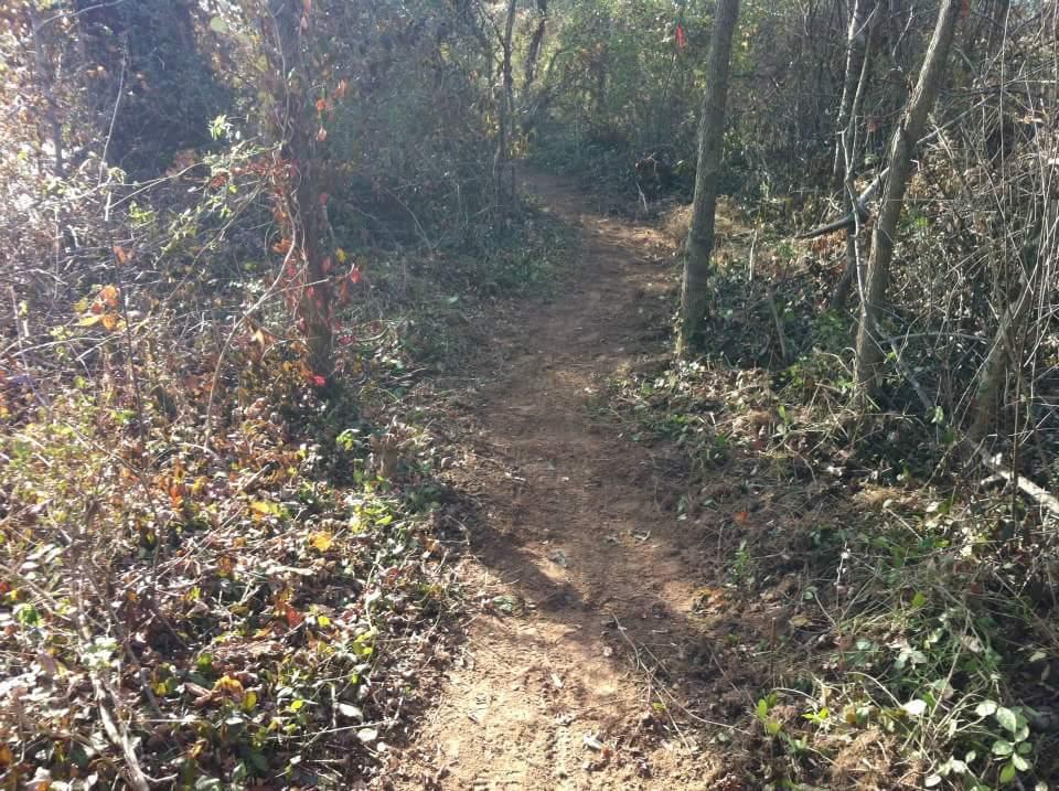 A dirt path winding through a forest, surrounded by trees and underbrush, with patches of sunlight illuminating the scene. Low Hollow mountain bike trail.