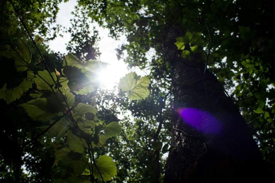 A low-angle view of a tree trunk surrounded by green leaves, with sunlight filtering through the foliage, creating a bright, dappled light effect. Low Hollow mountain bike trail.