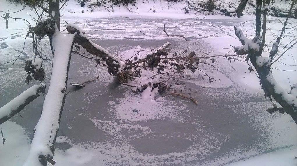 A winter scene featuring a frozen pond partially covered in snow, with a fallen tree branch resting on the ice. Surrounding trees are also dusted with snow, creating a serene, tranquil atmosphere. Veterans Park mountain bike trail.