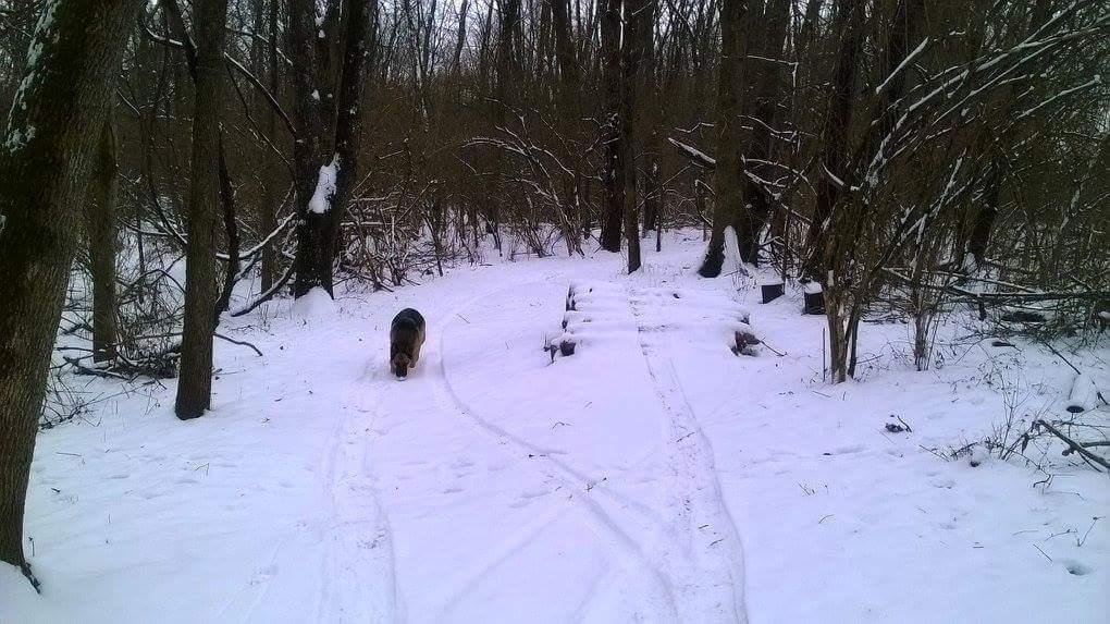 A snowy path winding through a winter forest, with a dog walking along the trail. The trees are bare, and some have a light dusting of snow on their branches. Footprints are visible in the snow, leading deeper into the woods. Veterans Park mountain bike trail.