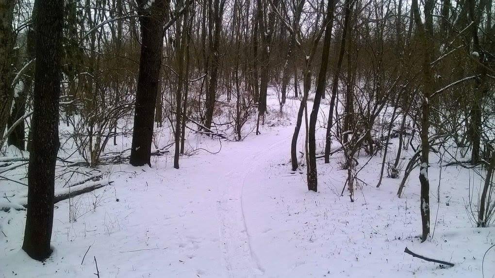 A snowy path winding through a forest with bare trees and scattered underbrush. The ground is covered in a thick layer of snow, creating a serene winter landscape. Veterans Park mountain bike trail.