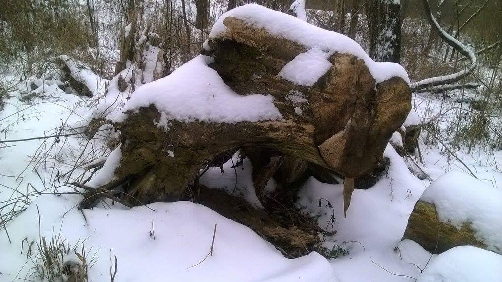 A snow-covered section of a forest floor featuring a large, weathered tree stump partially buried in white snow. Surrounding the stump are patches of snow and sparse vegetation, with trees in the background. Veterans Park mountain bike trail.
