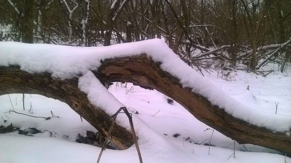 A snow-covered fallen tree branch nestled in a winter landscape, surrounded by a blanket of white snow and sparse, leafless vegetation in the background. Veterans Park mountain bike trail.