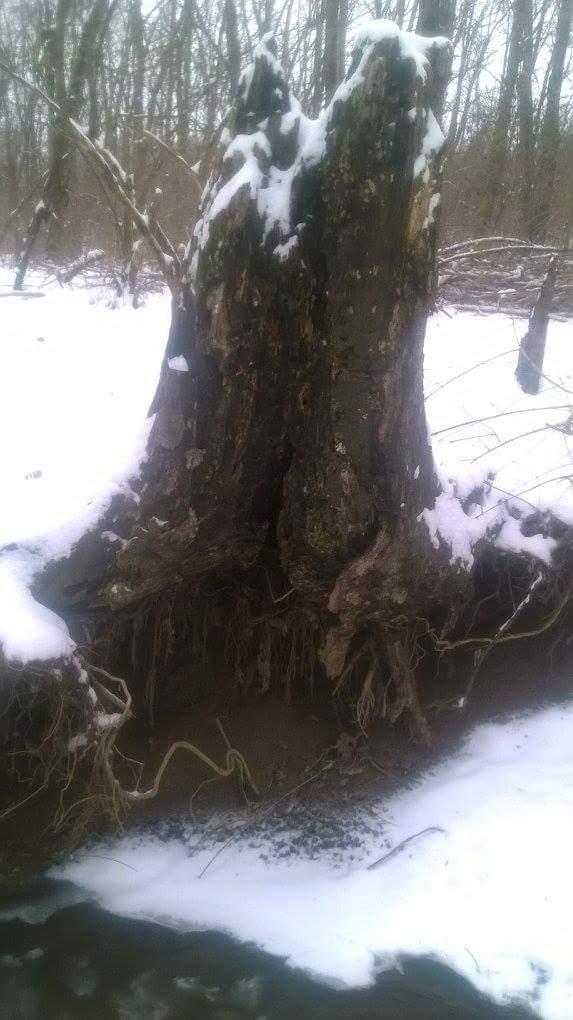 A large, partially buried tree stump in a snowy landscape, with snow covering the top and edges. Surrounding the stump are bare trees and patches of snow on the ground, reflecting a winter scene. Veterans Park mountain bike trail.