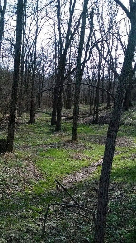 A serene forest scene featuring tall, bare trees in early spring. The ground is covered with green grass and scattered leaves. A winding path is visible, leading through the woods, creating a peaceful and natural atmosphere. Veterans Park mountain bike trail.