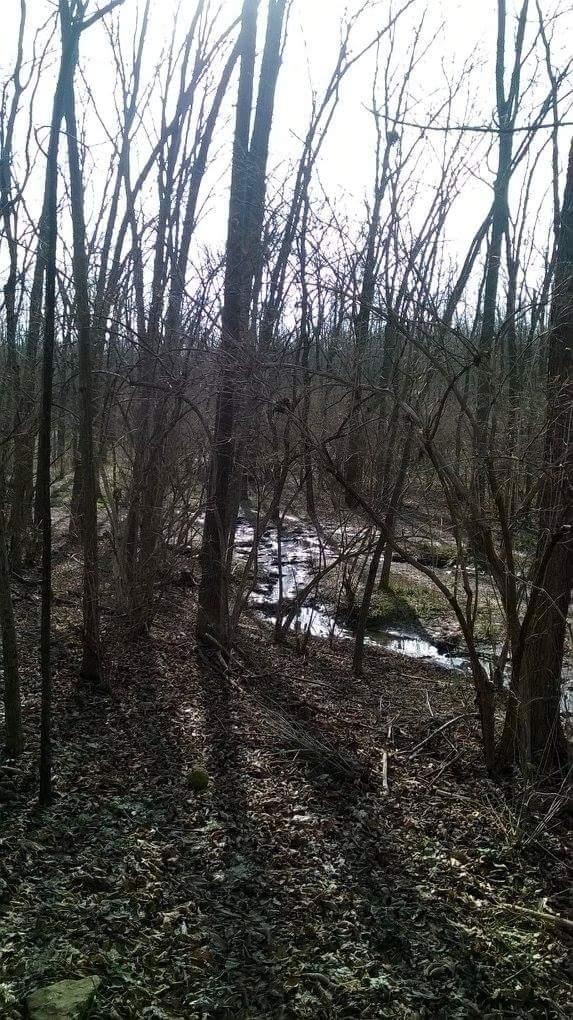 A serene wooded landscape featuring bare trees and underbrush, with a small stream flowing through the scene. Sunlight filters through the branches, casting long shadows on the ground covered with fallen leaves. Veterans Park mountain bike trail.