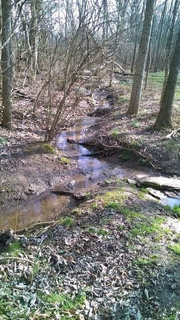 A small, meandering creek flows through a wooded area, surrounded by bare trees and scattered leaves on the ground. Sunlight filters through the branches, illuminating the water and the green patches of grass nearby. The scene captures a peaceful, natural landscape. Veterans Park mountain bike trail.